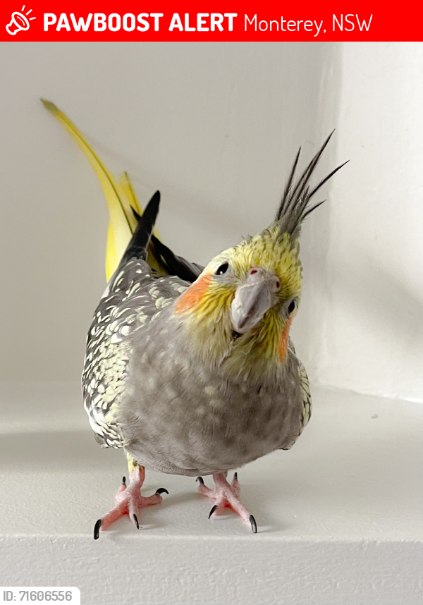 Lost Female Bird last seen Chuter Avenue, Monterey, NSW 2217, Monterey, NSW 2217
