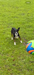 Lost Female Dog last seen MNT Orchards, Chico, CA 95928