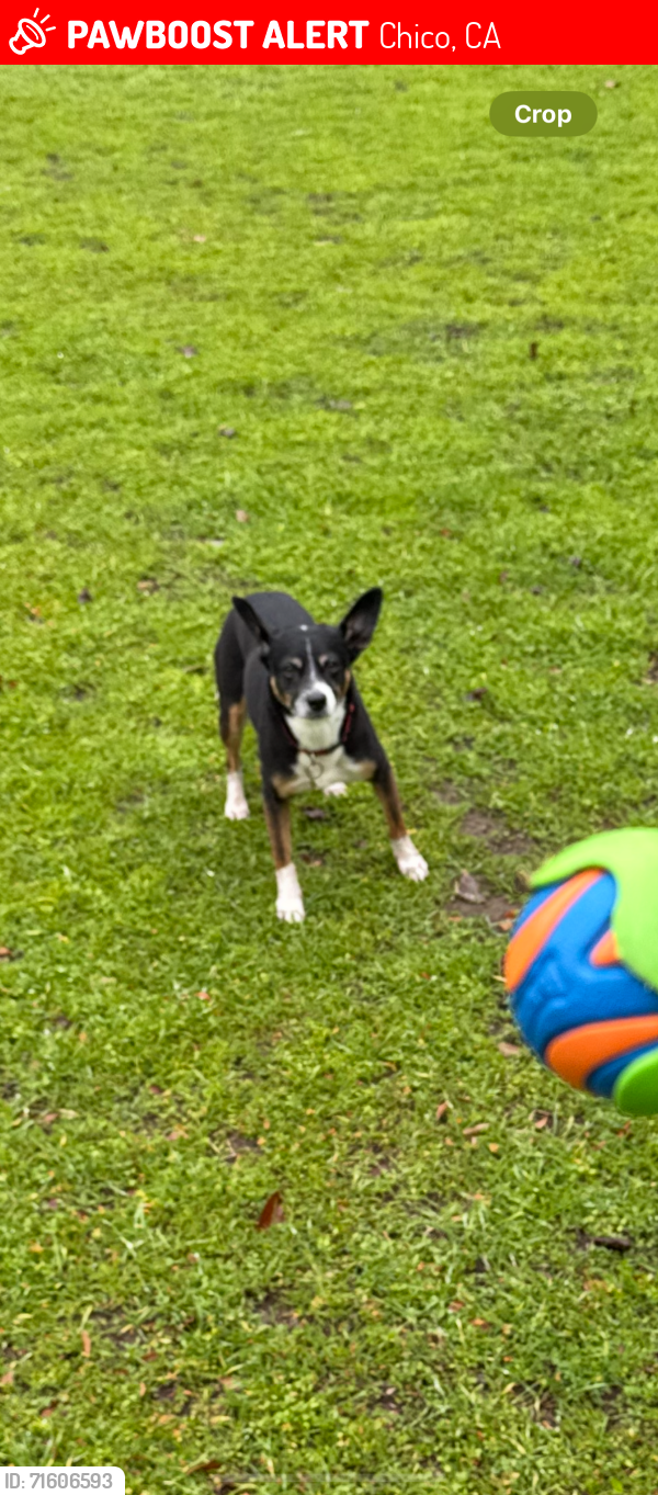 Lost Female Dog last seen MNT Orchards, Chico, CA 95928
