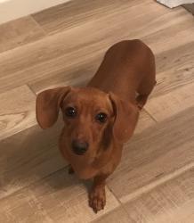 Lost Female Dog last seen Hwy226 and Barbee Rd, Shelby, NC 28150