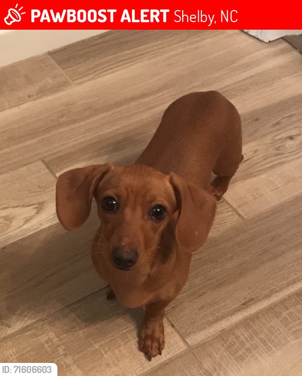 Lost Female Dog last seen Hwy226 and Barbee Rd, Shelby, NC 28150