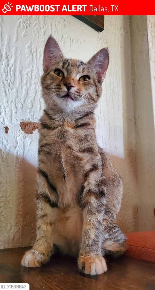 Lost Female Cat last seen Cresthill Rd & Military Rd, Dallas, TX 75227
