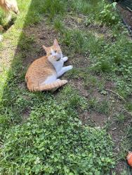 Lost Female Cat last seen Se 2nd , Gresham, OR 97080