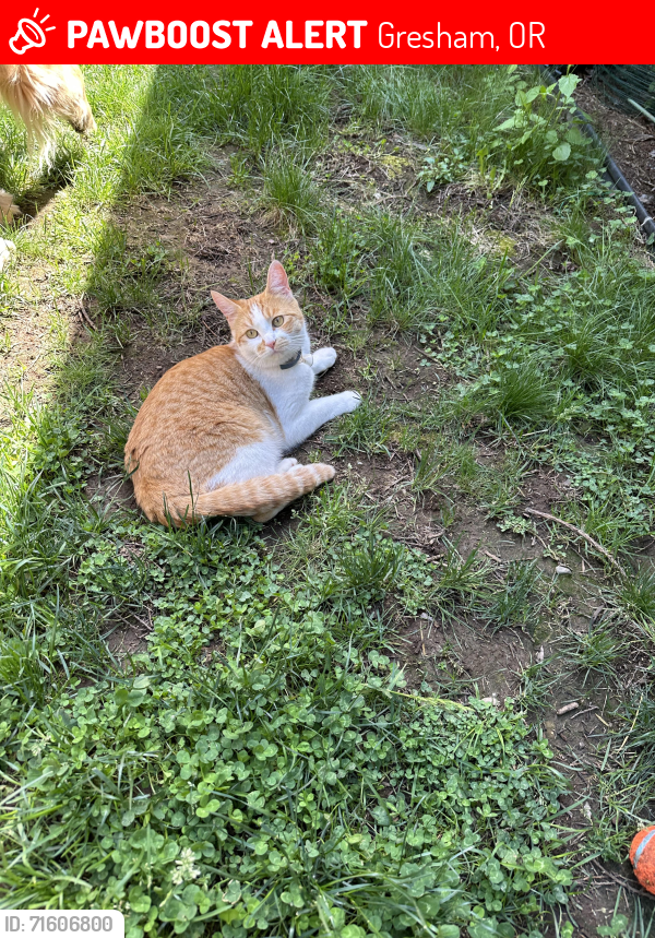 Lost Female Cat last seen Se 2nd , Gresham, OR 97080