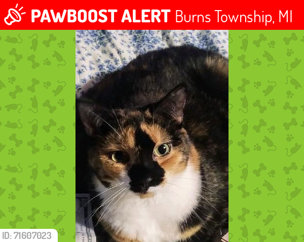 Lost Female Cat last seen Barnes Road & Bath Road, Burns Township, MI 48418