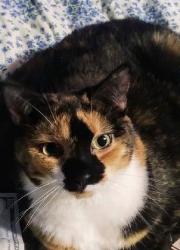 Lost Female Cat last seen Barnes Road & Bath Road , Burns Township, MI 48418