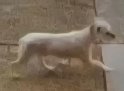 Lost Male Dog last seen E. Preston  Street and N. Bond Street, Baltimore, MD 21213