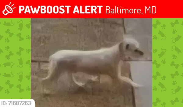 Lost Male Dog last seen E. Preston  Street and N. Bond Street, Baltimore, MD 21213