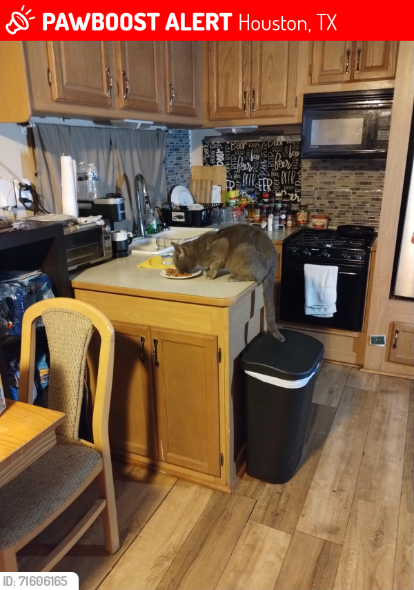 Lost Male Cat last seen Clearbrook meadows subdivision , Houston, TX 77089