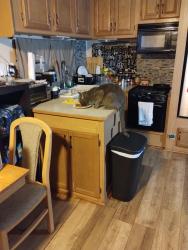 Lost Male Cat last seen Clearbrook meadows subdivision , Houston, TX 77089