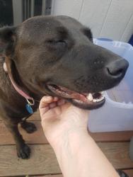 Lost Female Dog last seen Hough, Kayroe Road off fm 1346, Adkins, TX 78101