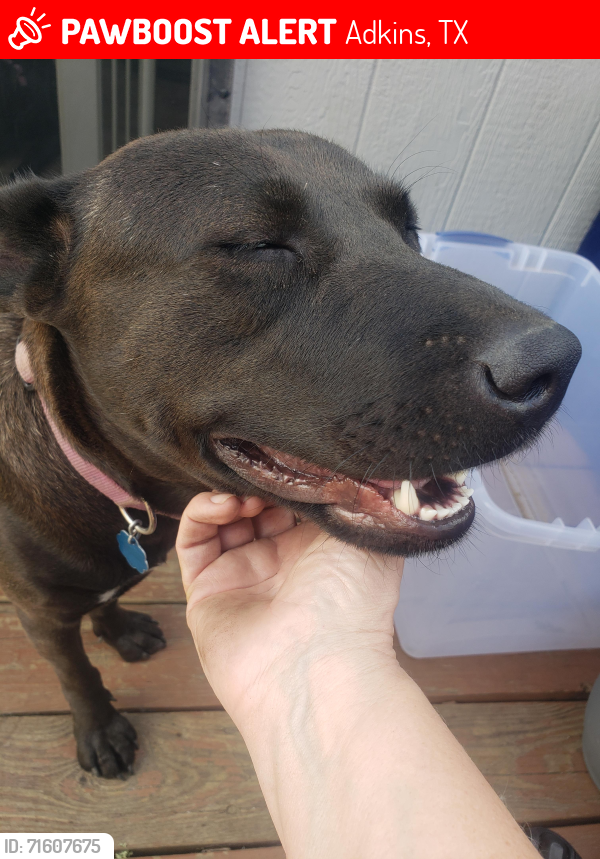 Lost Female Dog last seen Hough, Kayroe Road off fm 1346, Adkins, TX 78101