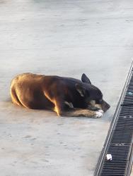 Lost Female Dog last seen G and 5th, San Bernardino, CA 92410