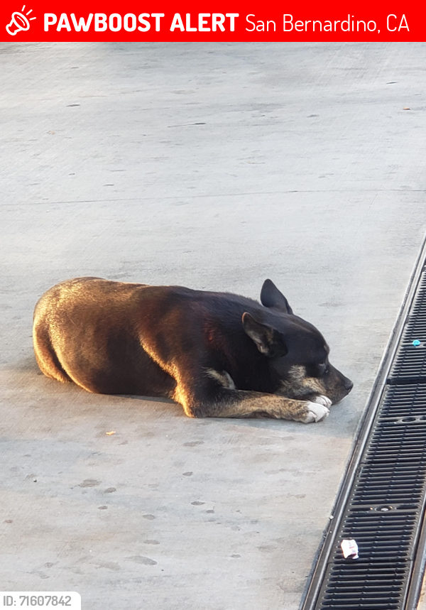 Lost Female Dog last seen G and 5th, San Bernardino, CA 92410