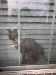 Reunited Female Cat last seen Lake shore harbour drive & Aldridge drive , Missouri City, TX 77459