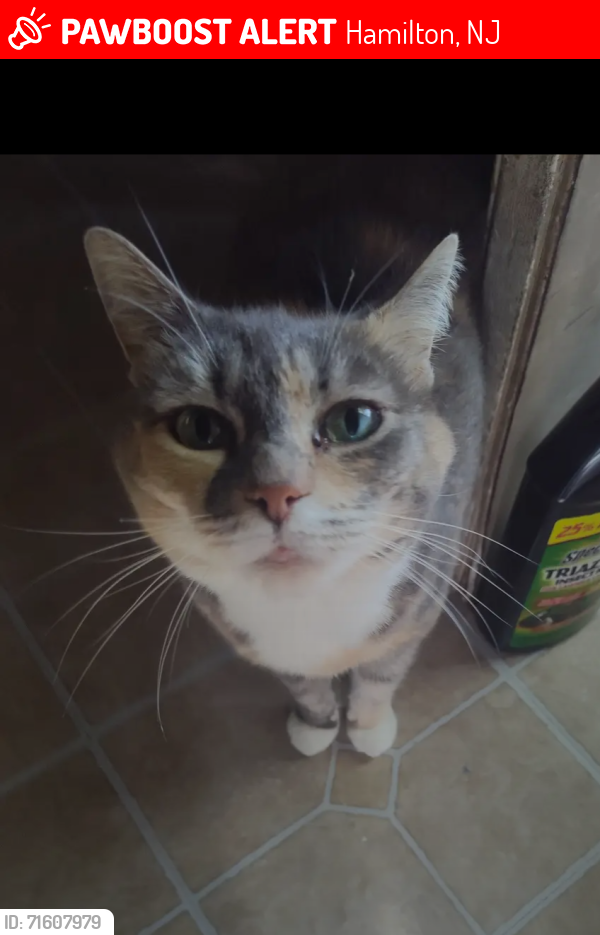 Lost Female Cat last seen Rt40 near sugarhill subs , Hamilton, NJ 08330