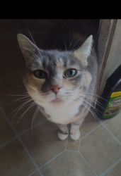 Lost Female Cat last seen Rt40 near sugarhill subs , Hamilton, NJ 08330