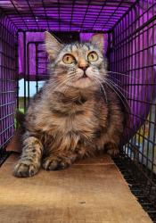Lost Female Cat last seen Martin Luther King & Keystone, Houston, TX 77021
