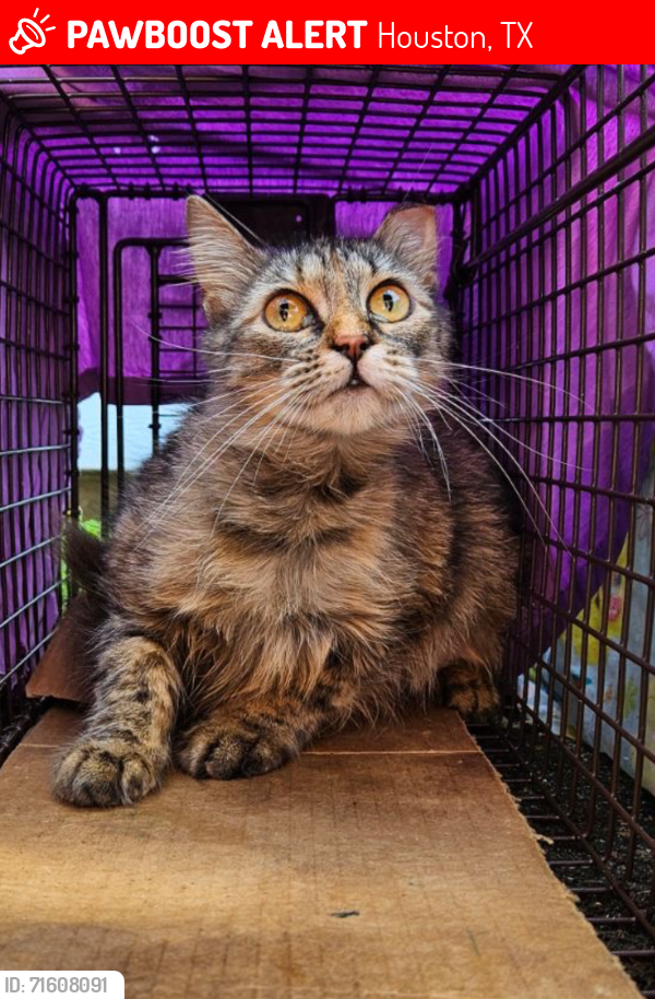 Lost Female Cat last seen Martin Luther King & Keystone, Houston, TX 77021
