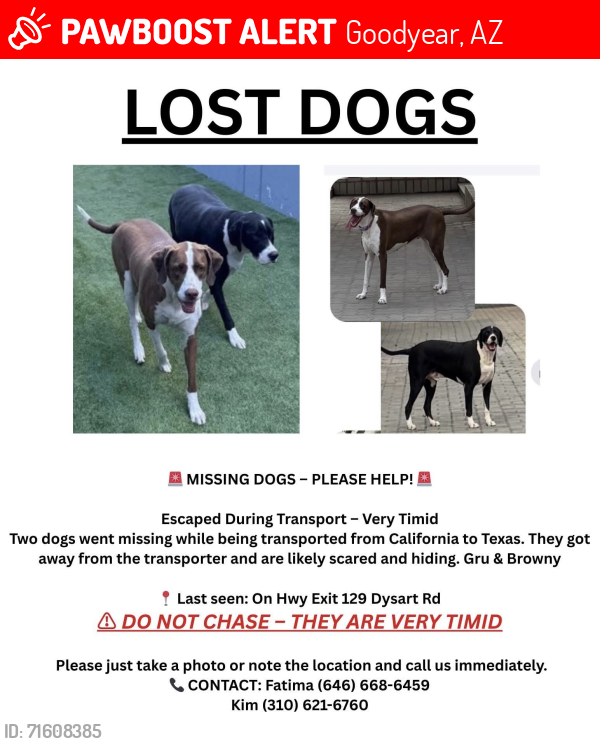 Lost Male Dog last seen Hyw Exit 129 Dysart road, Goodyear, AZ 85323
