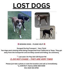 Lost Male Dog last seen Hyw Exit 129 Dysart road, Goodyear, AZ 85323