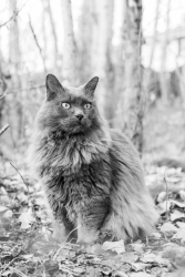 Lost Male Cat last seen Gariepy Park, Edmonton, AB T6M 1E7