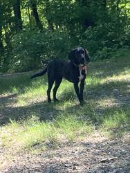 Lost Female Dog last seen Watson branch, cullowhee nc, Cullowhee, NC 28723
