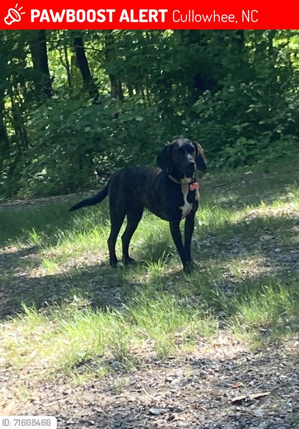 Lost Female Dog last seen Watson branch, cullowhee nc, Cullowhee, NC 28723