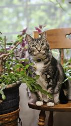 Reunited Female Cat last seen Sandy, Oregon, off of Sandy Heights and Bluff rd, Sandy, OR 97055