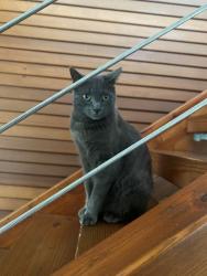 Lost Male Cat last seen Via De La Valle, Rancho Santa Fe, CA 92091