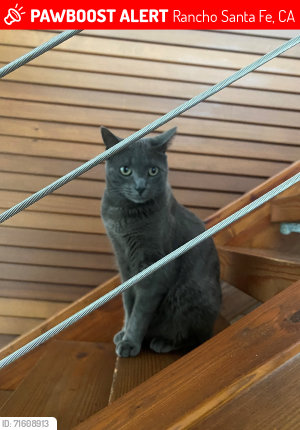 Lost Male Cat last seen Via De La Valle, Rancho Santa Fe, CA 92091