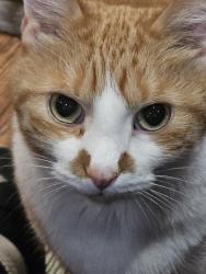 Lost Male Cat last seen 21ST and Titan St, Philadelphia, PA 19146