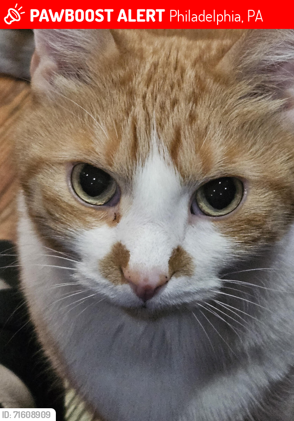 Lost Male Cat last seen 21ST and Titan St, Philadelphia, PA 19146