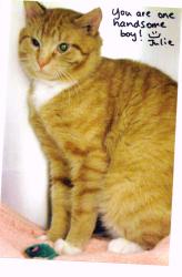 Lost Male Cat last seen SYDNEY ST & PATTERSON AVE, Syracuse, NY 13219