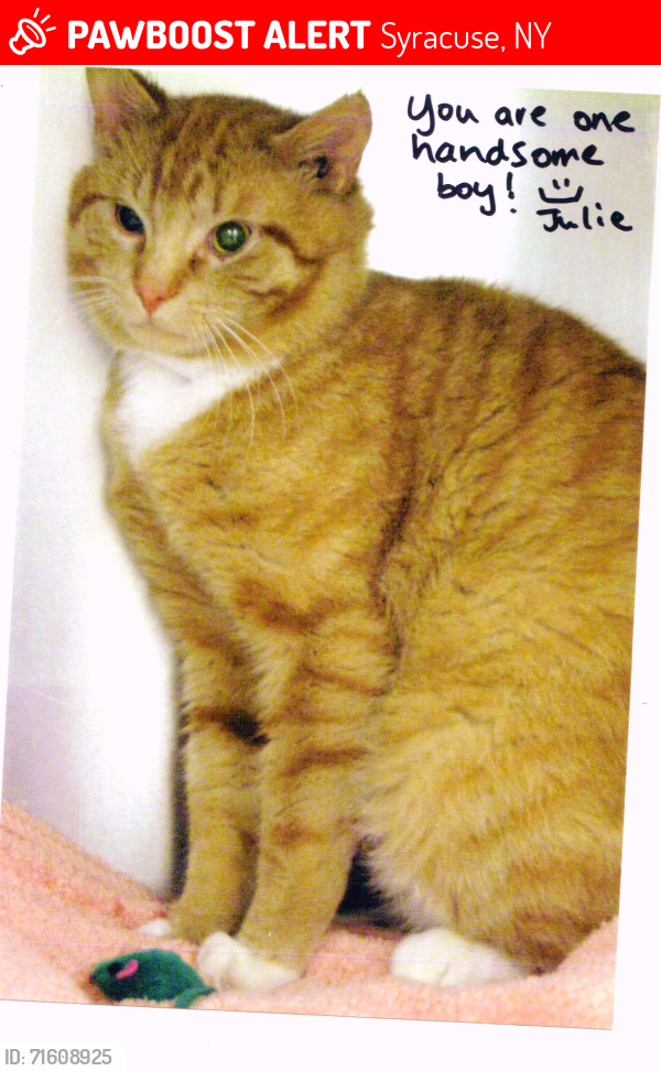 Lost Male Cat last seen SYDNEY ST & PATTERSON AVE, Syracuse, NY 13219