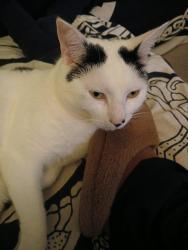 Lost Male Cat last seen Austin Village , West Midlands, England B31 4EX