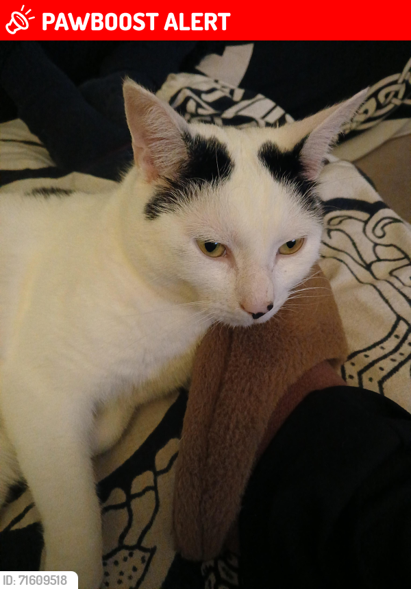 Lost Male Cat last seen Austin Village, West Midlands, England B31 4EX