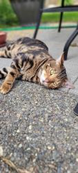 Lost Male Cat last seen Coal Creek Parkway , Renton, WA 98056