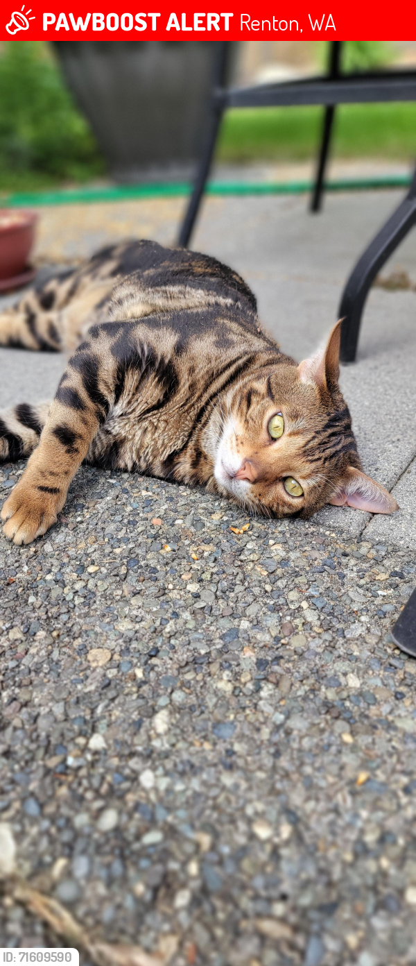 Lost Male Cat last seen Coal Creek Parkway , Renton, WA 98056