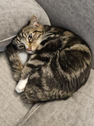 Reunited Male Cat last seen Dartmouth and Chambers, Aurora, CO 80013