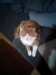 Lost Male Cat last seen Around Foxglove Way, Leicestershire, England LE2 4QL