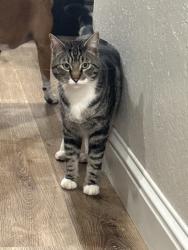 Lost Male Cat last seen Cedar and church , Fresno, CA 93725