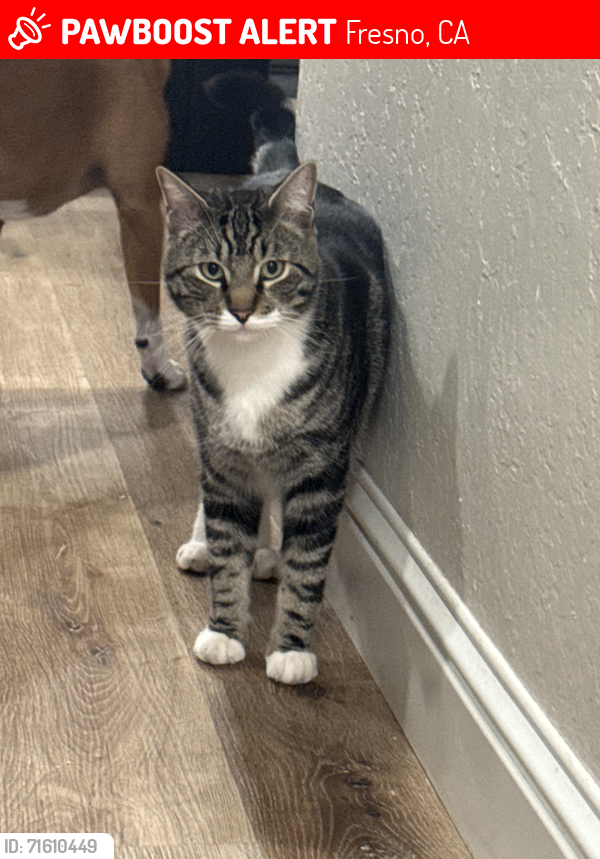 Lost Male Cat last seen Cedar and church , Fresno, CA 93725