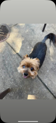 Lost Male Dog last seen Hey 267 South and Hwy 13. Searcy AR area, McRae, AR 72102