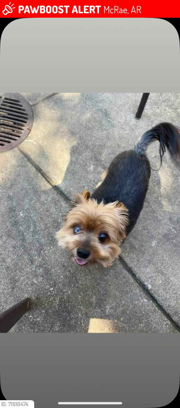 Lost Male Dog last seen Hey 267 South and Hwy 13. Searcy AR area, McRae, AR 72102