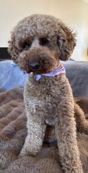 Lost Male Dog last seen Neuville , Brossard, QC 