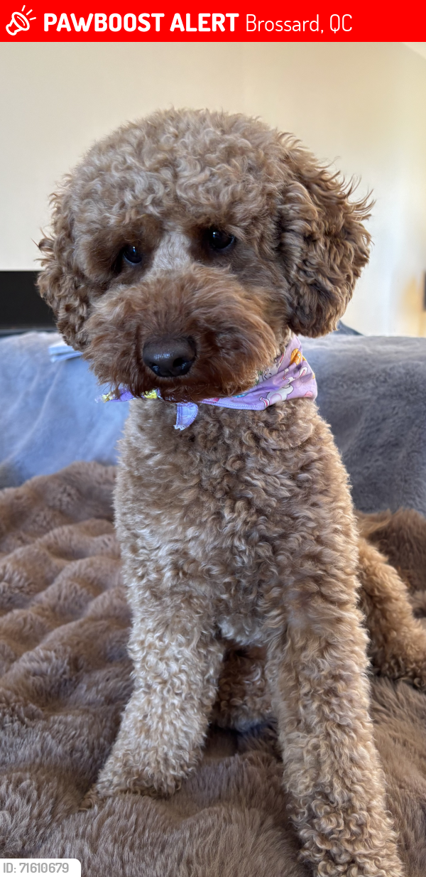 Lost Male Dog last seen Neuville , Brossard, QC 