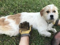 Lost Male Dog last seen Near Ave Dr West / 51st St W, Bradenton, FL 34209