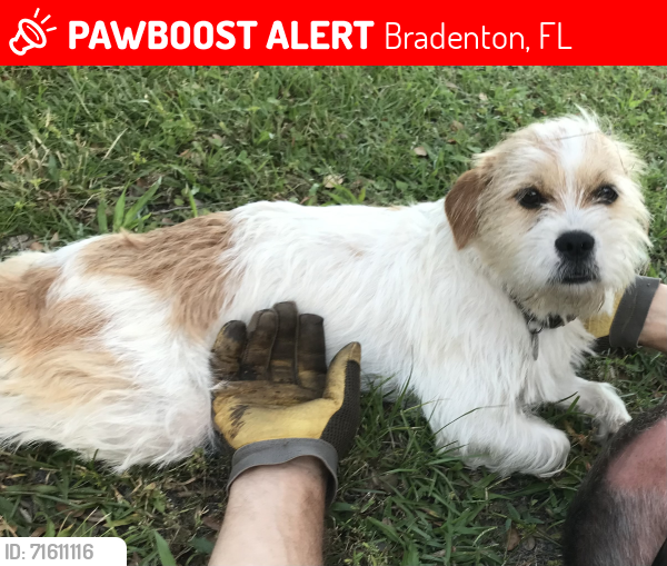 Lost Male Dog last seen Near Ave Dr West / 51st St W, Bradenton, FL 34209