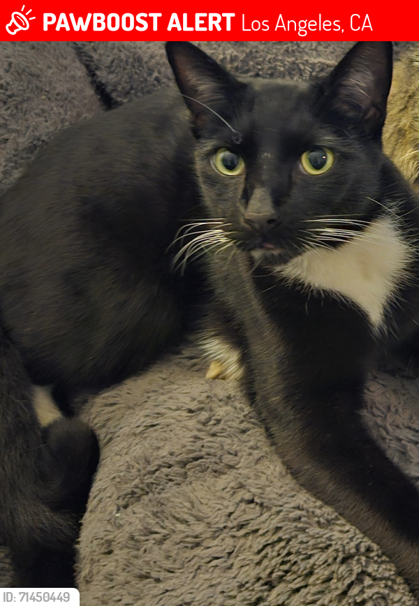 Lost Male Cat last seen Warwick Ave and Alhambra (in the alley between Warwick and Bullard), Los Angeles, CA 90032